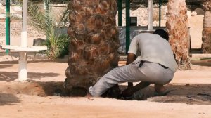 Эдуард Хиль поет о лесорубах Шарм-эль-Шейха