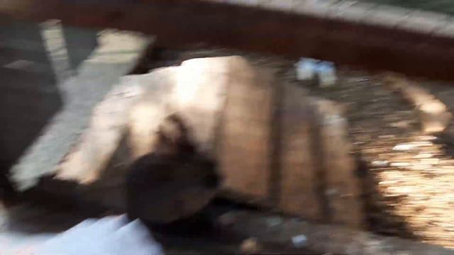 Сафари парк кормим животных смотреть онлайн