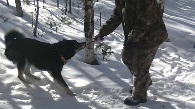 В тайгу на зимовьё с ночёвкой! Скальник Фараон, 32км зимней тайги!