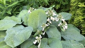 Хоста Elegans - классический прекрасный сорт