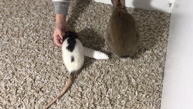 Домашний карликовый кролик и крыса дамбо играют вместе смотреть онлайн