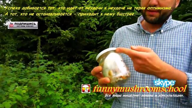 Купить мицелий на палочках.  Как правильно посадить грибы вешенка королевская