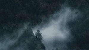 НОЧНОЙ ЛЕС 10 ЧАСОВ ЗВУКИ ПРИРОДЫ БЕЗ РЕКЛАМЫ ВНУТРИ. NIGHT FOREST SOUNDS. NATURE SOUNDS/