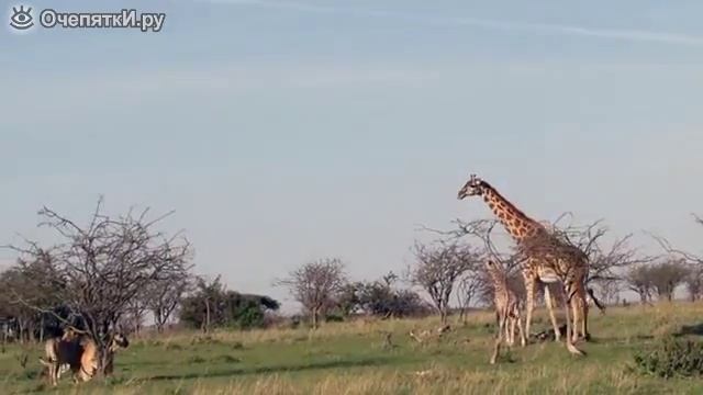 Жираф защищает детёныша смотреть онлайн