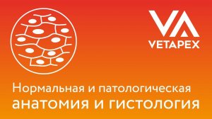 Анастасия Литвинова -  "Преаналитическая подготовка гистологического материала"