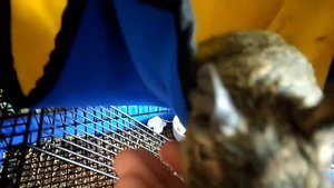 Обустройство в гамаке! ►×беременная белочка дегу►