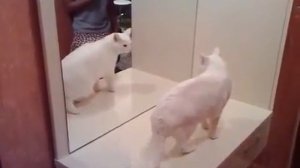 Кот дерётся со своим отражением