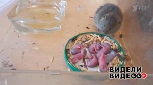 Кошка и мышки. Видели видео? Фрагмент выпуска от 04.01.2023