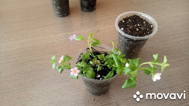 Бакопа из семян/Формировка и черенкование. смотреть онлайн