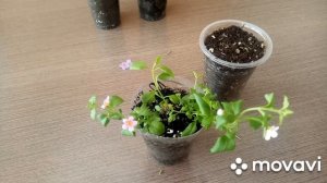 Бакопа из семян/Формировка и черенкование.