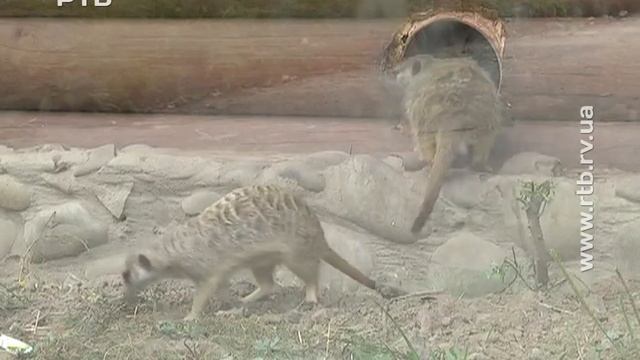 Невгамовні дослідники вчилися фотографувати та показували вправи з художньої гімнастики смотреть онлайн