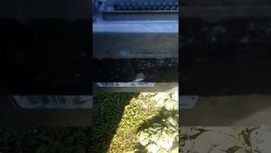 Рено сафран , ремонт топливного насоса