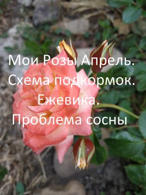 Мои Розы Апрель. // Схема подкормок. // Ежевика. // Проблема сосны