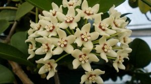 ВЬЮЩИЕСЯ КОМНАТНЫЕ РАСТЕНИЯ И УХОД ЗА НИМИ