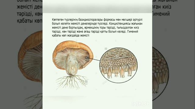 Базидиомицеттер класы