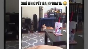 Собака жжет.  Он срет на кровать