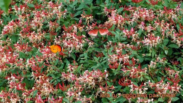 Жимолость приморская Серотина (lonicera serotina) ? обзор: как сажать, саженцы жимолости Серотина смотреть онлайн