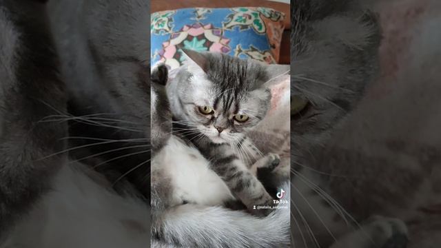 Без названия