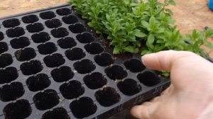 Что нужно калибрахоа для пышного и крепкого роста?