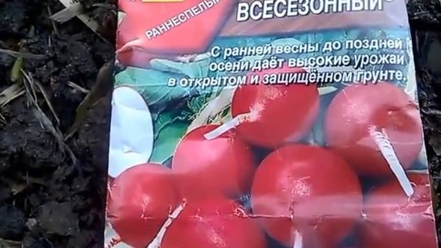 Редис посадка в августе после томатов. Ждем второй урожай! смотреть онлайн