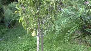 ТОП 5 ВКУСНЕЙШИХ сортов ГРУШ? 2018!!!