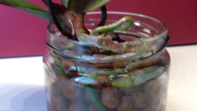 Phalaenopsis 12 Jahre alt in Wasser und Hydroton смотреть онлайн