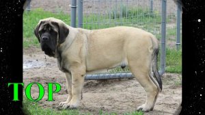 #Модныеклички (имена) для больших собак Как назвать собаку