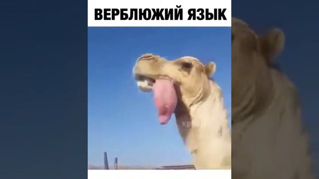 Верблюжий язык