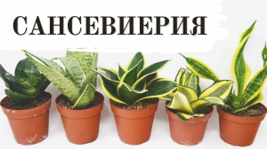 САНСЕВИЕРИЯ. РАЗМНОЖЕНИЕ ЛИСТОМ. САНСЕВИЕРИЯ ХАНН
