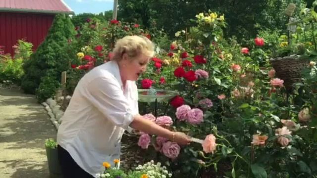 'Love Song' Floribunda Rose Review смотреть онлайн