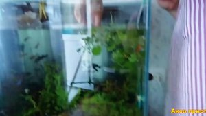 Нерест золотистого коридораса