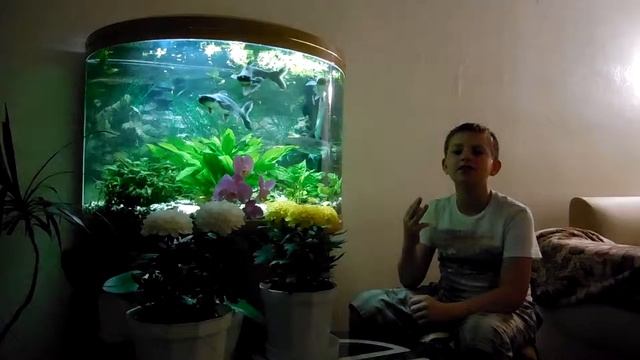 акулы 006 смотреть онлайн