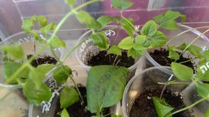 Стимуляторы для укоренившихся черенков клематисов