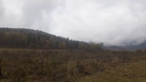 брачный рёв марала, октябрь 2023, Горный Алтай