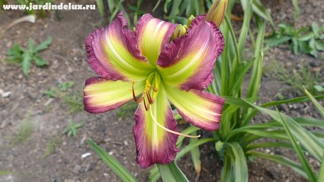 Цветение сортового лилейника ROSE F. KENNEDY в саду www.jardindelux.ru смотреть онлайн