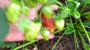 Земклуника Кокинская отборная 2019 г. Верхозин Юрий.