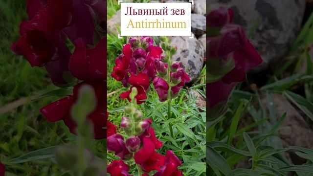 Львиный зев (Antirrhinum).?