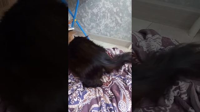 Кошка рожает смотреть онлайн