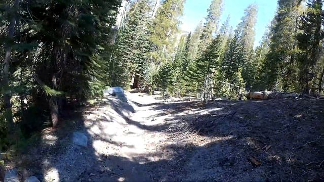 Почему умирают леса смотреть онлайн