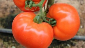 Самые вкусные низкорослые томаты