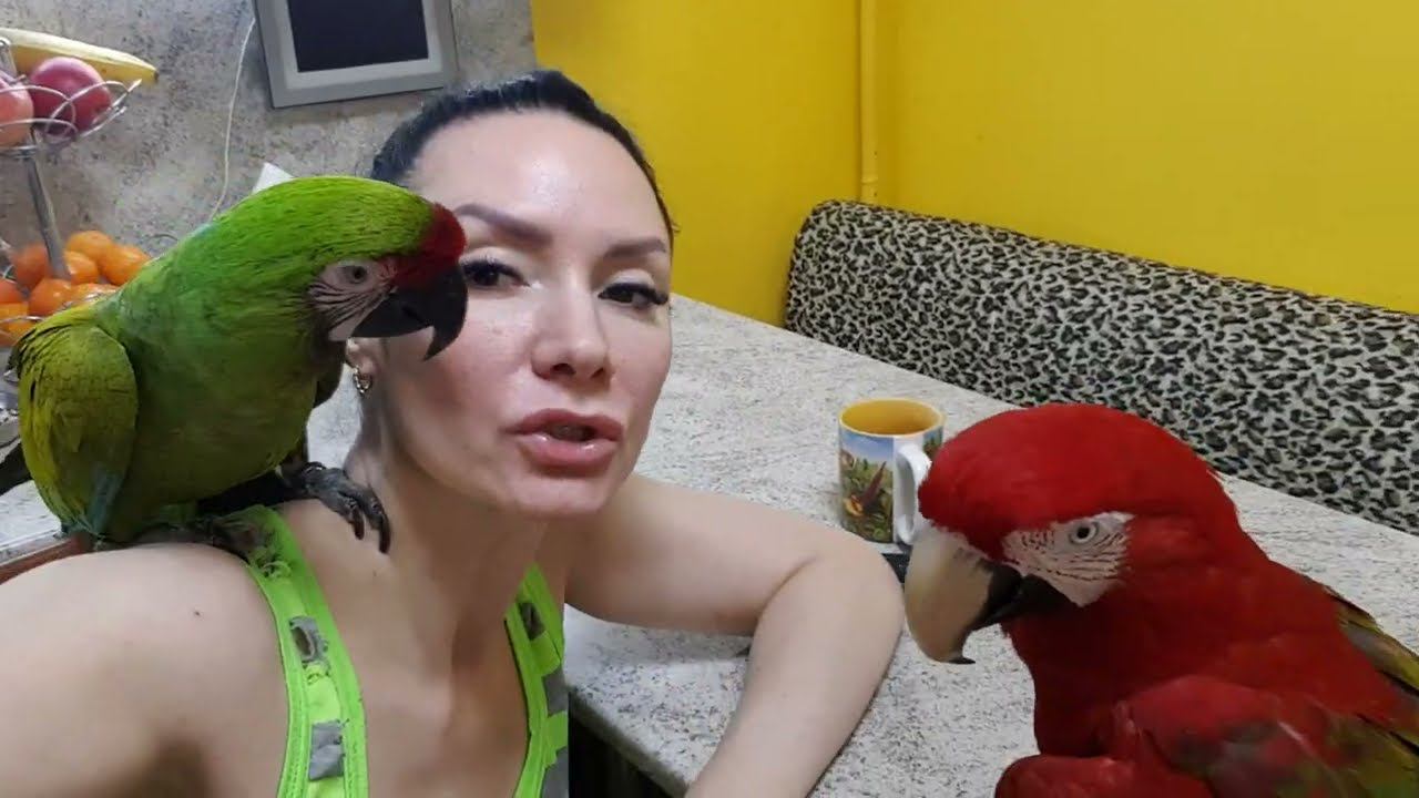 Вечером на кухне. Попугай араГиацинтовый Ара ара попугай беситсяпопугай ара играет.