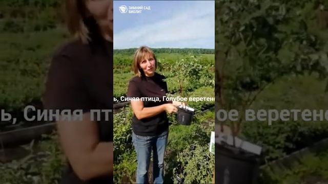 Саженцы Жимолости сразу с урожаем из питомника Зимний сад Биолит в с. Алтайское