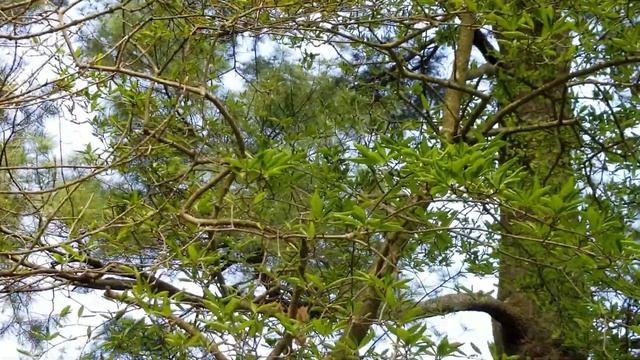 MAGNOLIA STELLATA STAR MAGNOLIA TREE смотреть онлайн