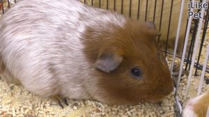 6 причин завести морскую свинку