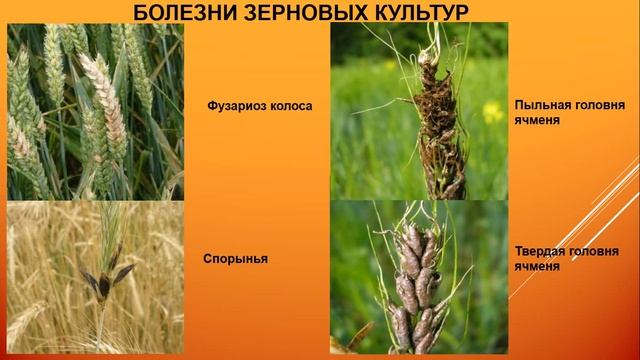 Лекция, Болезни зерновых и сахарной свеклы.