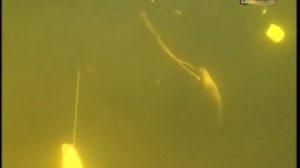 Подводная охота (А.Кочубей): Русский север