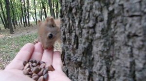 Бельчонок в рюкзаке и другие видео