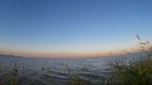 Охота на утку с подсадной, в плавнях Таганрогского залива. Осень 2015.