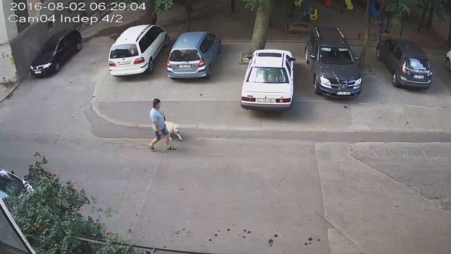 Самая воспитанная собака в нашем доме. смотреть онлайн