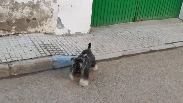 Наследственная миотония